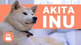 AKITA INU - Characteristics Behavior and Care