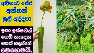 how we can root an avocado branch an take harvest soon.also you can earn money by this concept.
