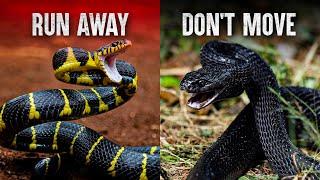 The Deadliest Snake Attacks