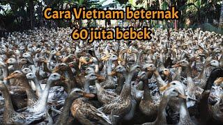 Bagaimana bisa peternak Vietnam memiliki 60 juta bebek dalam peternakan mereka?