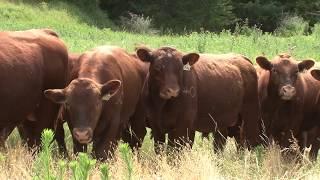 The American Rancher featuring Cross Diamond Cattle Company