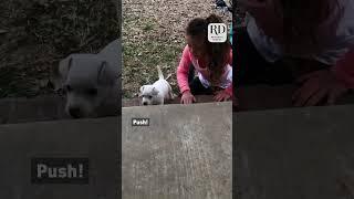 This little girl helped her puppy conquer the stairs