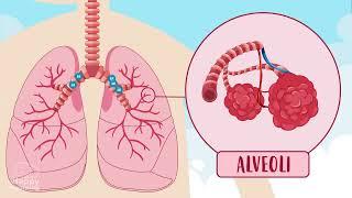 THE RESPIRATORY SYSTEM 🫁   Happy Learning