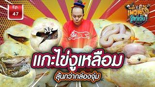 แกะไข่งูเหลือม ลุ้นกว่ากล่องจุ่ม  l เพื่อนรักสัตว์เอ๊ย Ep47