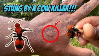 Stung By a Wild Velvet Ant Cow Killer