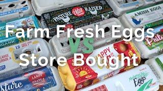 Store Bought vs Farm Fresh Eggs - Breaking Down All the Lingo and How to Use Farm Fresh Eggs Safely