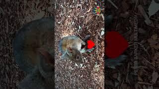 VERY CUTE PADEMELON  SMALL MARSUPIAL #animals