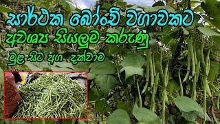 බොංචි වගාව  Bean cultivation  bonchi wagawa  බොංචි වගාවක් නිවැරදිව පවත්වාගෙන යන්නේ මෙහෙමයි