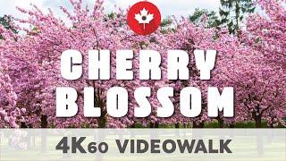 Cherry Blossom Ottawa Walking Tour  01 May 2021 4K UHD 60fps