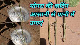 mogra ki cutting pani mein kaise lagaen  मोगरा की कटिंग आसानी से पानी में उगाएं