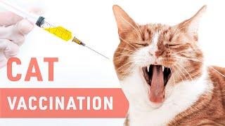 Cat Vaccination  Kitten Vaccination