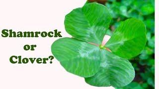 St. Patricks Day I Whats the Difference between a Shamrock and a Clover?