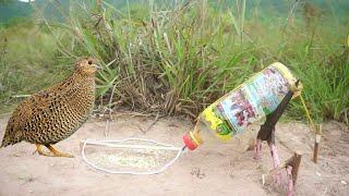 Unique diy quail bird trap make from scissor with bottle - Easy bird trap