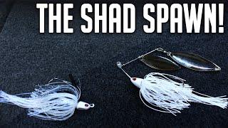 Deadly SHAD SPAWN Baits  Bass Fishing Shad Spawn