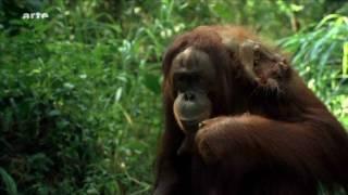 Orang Utans auf Borneo HD Video