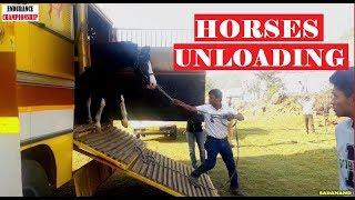 UNLOADING OF HORSES at ENDURANCE CHAMPIONSHIP