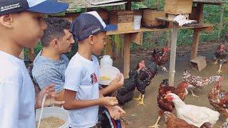 As crianças que alimentam as aves no sítio uma lição de amor pelos animais