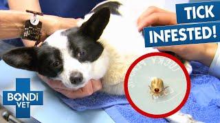 Extracting Deadliest Ticks   Best Of Bondi Vet