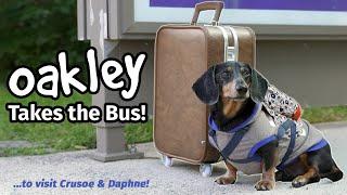 Ep#4 OAKLEY TAKES THE BUS - Goes to Visit Crusoe & Daphne Part 1