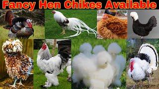 Fancy hen Chikes Silkey  polish  Frezal Bnatam  Turkey Birds Chikes available #petlover