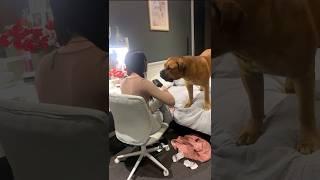 Young Boerboel Starting Trouble  #shortsfeed #viral l #trending #shorts