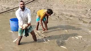 Best Hand Fishing - Fish Catching lot of Using by hand in the Mud Water