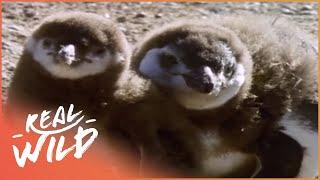 The Animals Of Patagonia Wildlife Documentary  Real Wild