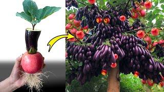 Amazing..Growing Apples and Eggplant Create​ Eggplant tree There are Apples Many ​Fruits