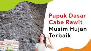 Campuran Pupuk Dasar Terbaik Cabe Rawit Musim Hujan