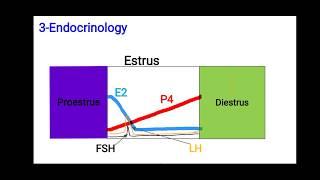 Estrous cycle of BitchEstrus