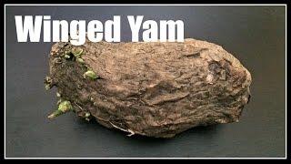 Planting Winged Yam Dioscorea alata from the Grocery Store - Ninja Gardening - Episode 21