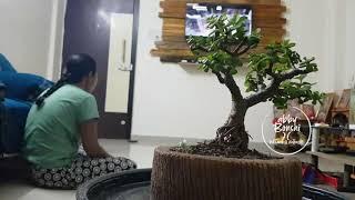 jade bonsai @abbyBonsai