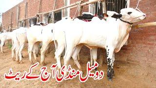 Today Domail Mandi Fatehjang Rate’s update02Aug2024-Part01Sunny Video Fateh Jang Cow Mandi 2024