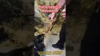 Rattenjagd im Weinkeller  Rat hunting in the winercellar #archery #love #bogensportextrem