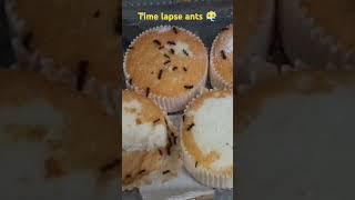 Time Lapse Ants On My Cakes #timelapse #ants #nature #insects #bugs #infestation