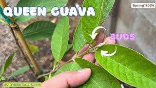 Queen Guava new growth and buds - spring 2024