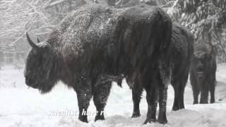 Russia Bryansk Forest Nature Reserve.