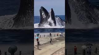 Gentle Giant Whale Catch Fish  Exploding Whale at Beach  Blue Whale - Whale Animal #whale