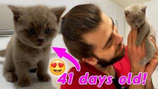 41 GÜNLÜK BEBEK KEDİ  #TheVet