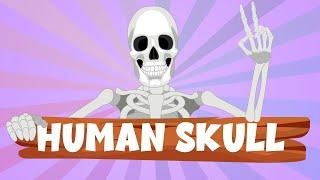Human Skull Definition Anatomy Structure & Function - Human Skull for Kids - Learning Junction