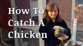 How to Catch a Chicken