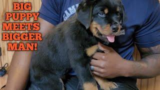 MR CARLOS GETS HIS GIGANTIC ROTTWEILER PUPPY LOVES EVERYTHING ABOUT HIM RK IS CREME DE LA CREME 