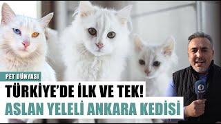 Aslan Yeleli Ankara Kedisi Bu Tesis Türkiyede İlk Ve Tek l Pet Dünyası