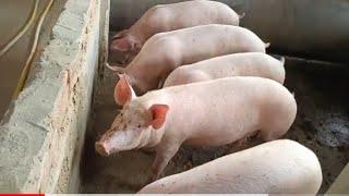 DIMOND GREEN PIG FARM VARANASI GHAZIPUR ANKIT 9455967944