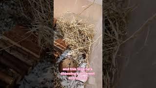 Hamster in the Hay Pile #hamsters #pets