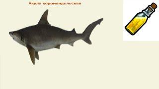 Русская рыбалка 3.99 - Акула коромандельская с 1 суперудачи