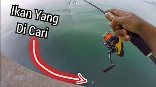 Trip Memancing di JAMBATAN PULAU PINANG -- Strike Ikan IDAMAN Menggunakan Ultralight Setup