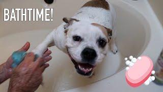 Bathtime Vlog wBulldog Cookie