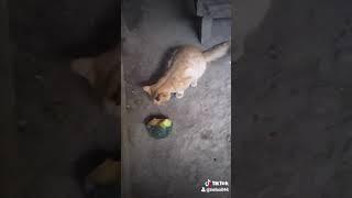 mi gatito comiendo wiskil..