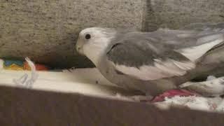 ASMR bird